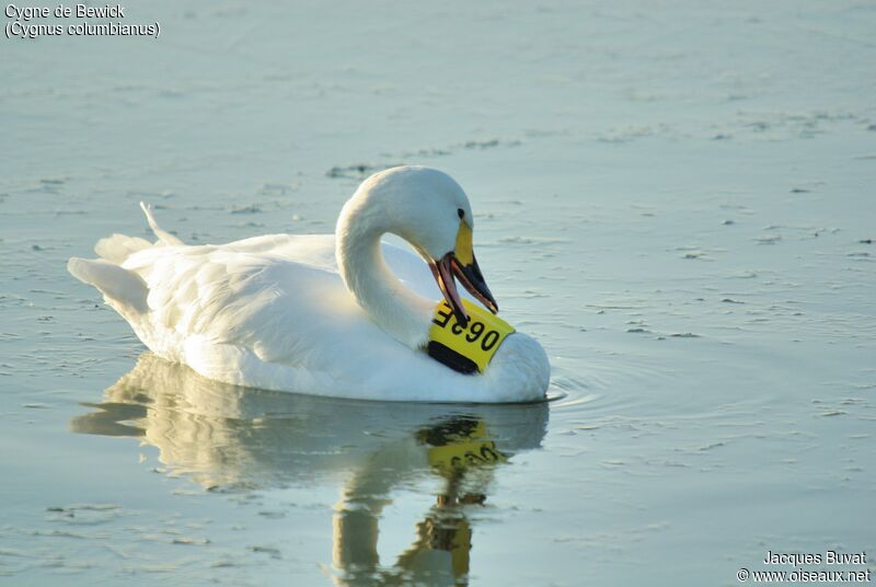 Cygne de Bewickadulte, identification, composition, pigmentation, nage, Comportement