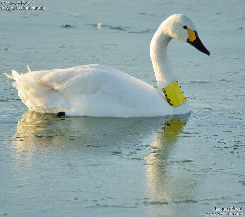 Tundra Swan