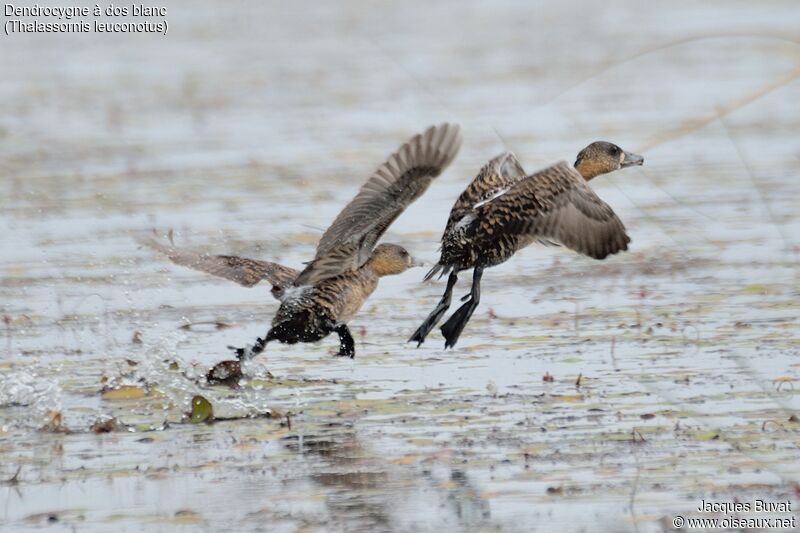 White-backed Duckadult