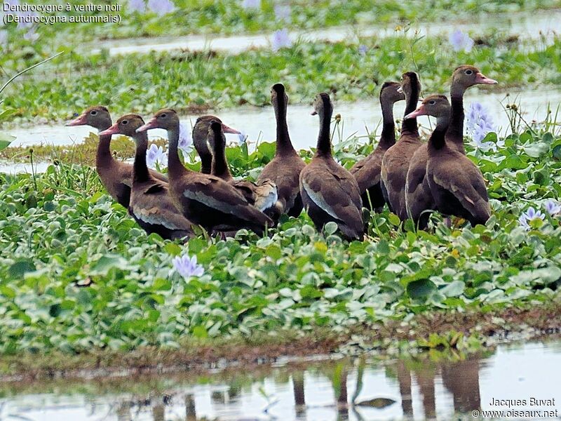 Black-bellied Whistling Duckadult breeding, aspect, pigmentation