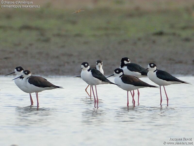 Black-necked Stilt