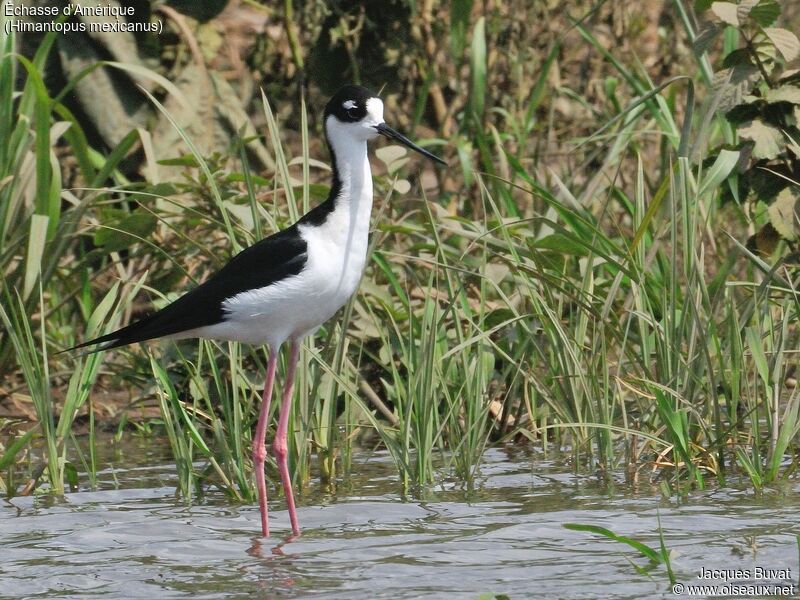 Black-necked Stiltadult, habitat, aspect, pigmentation