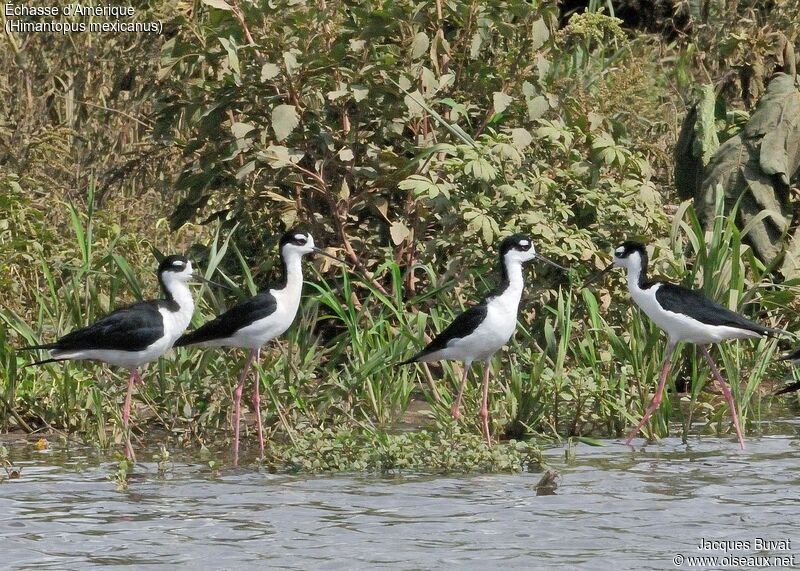 Black-necked Stilt