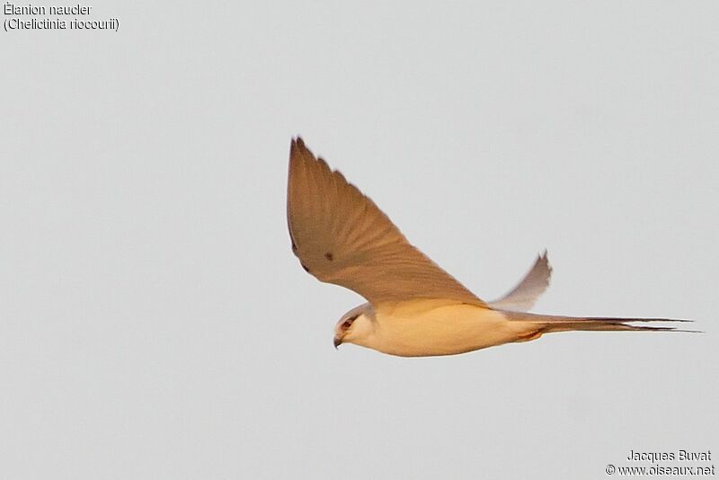 Scissor-tailed Kitesubadult transition