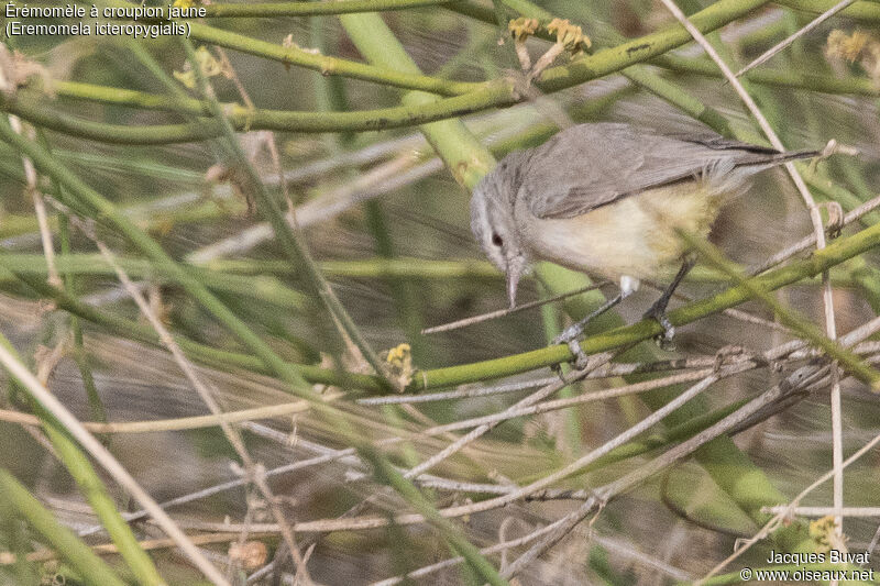 Yellow-bellied Eremomela