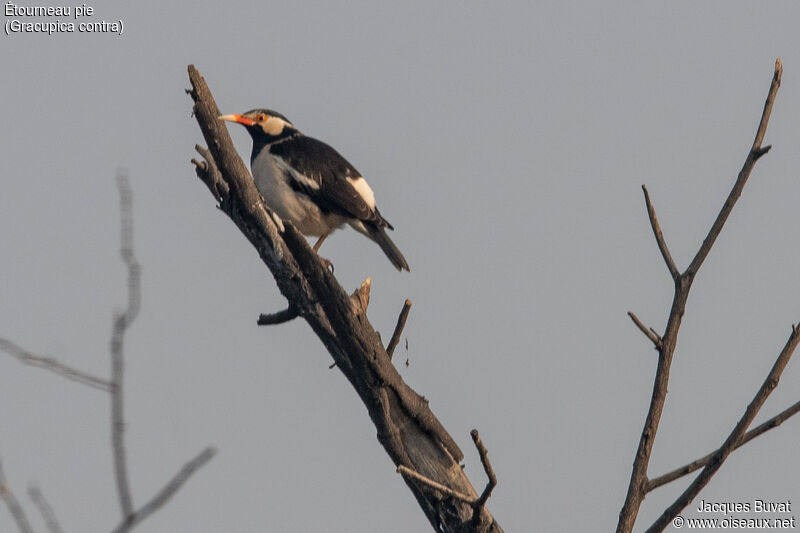 Indian Pied Mynaadult, identification, aspect, pigmentation