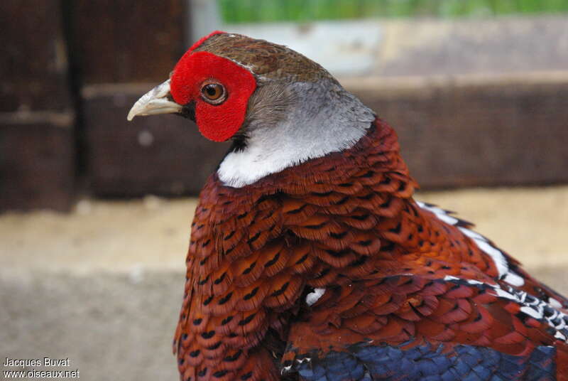 Elliot's Pheasant male adult, close-up portrait, aspect, pigmentation