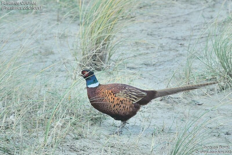 Common Pheasant male adult breeding, habitat, aspect