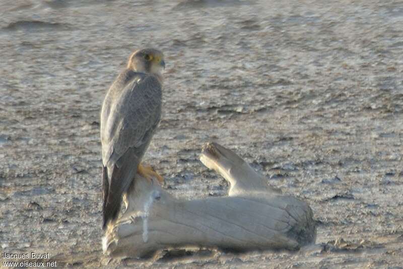 Faucon de Barbarieadulte, identification