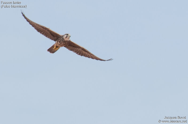 Lanner Falconimmature, aspect, pigmentation, Flight