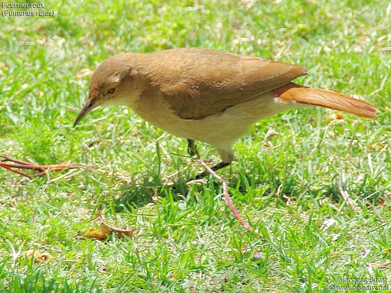 Rufous Horneroadult, identification, aspect, pigmentation, eats