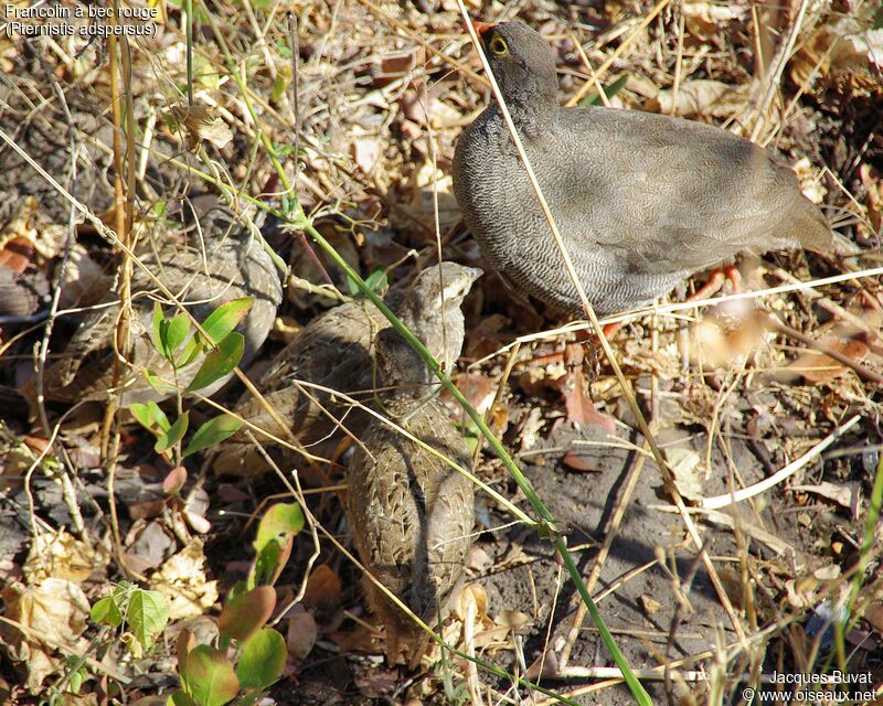 Red-billed Spurfowl, habitat, aspect, pigmentation