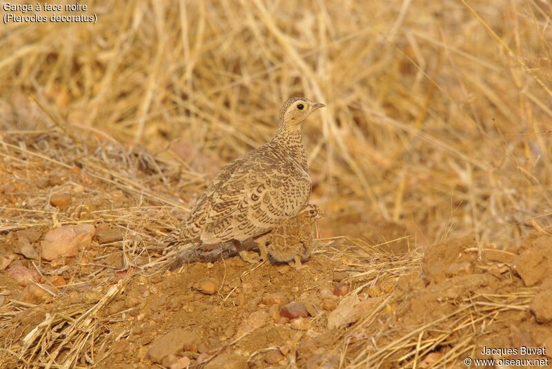 Black-faced SandgrouseFirst year