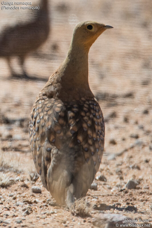 Namaqua Sandgrouse male adult