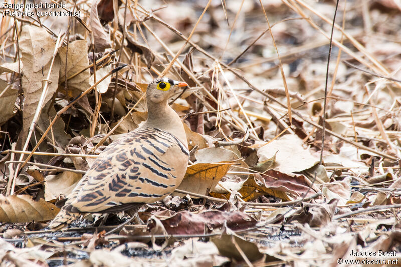 Four-banded Sandgrouse male adult