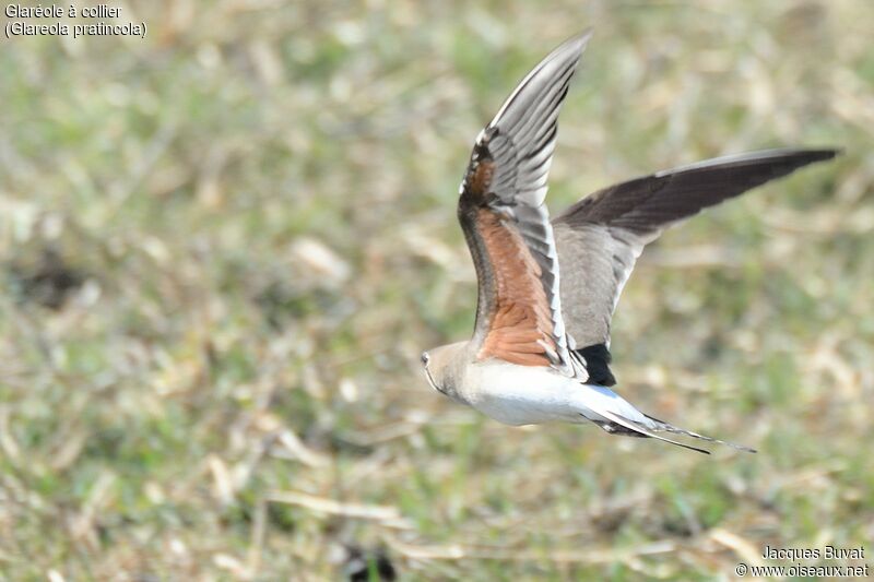 Collared Pratincoleadult