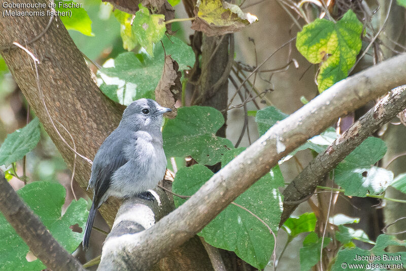 White-eyed Slaty Flycatcheradult