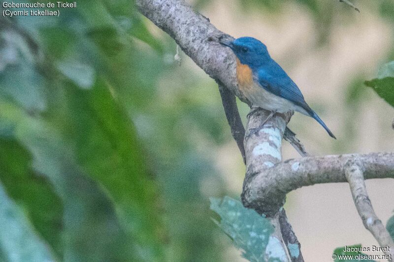 Tickell's Blue Flycatcher