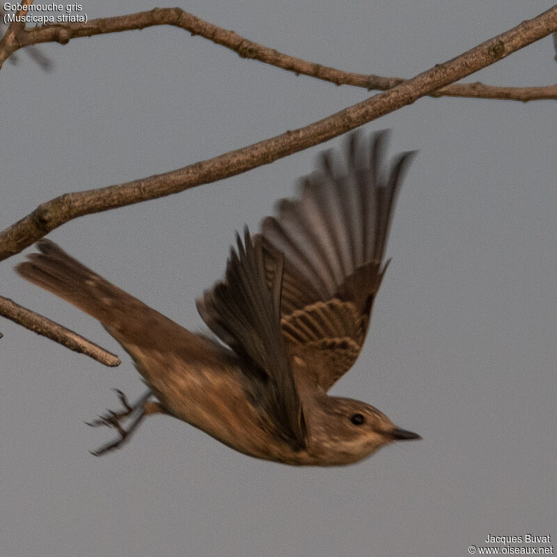 Spotted Flycatcher