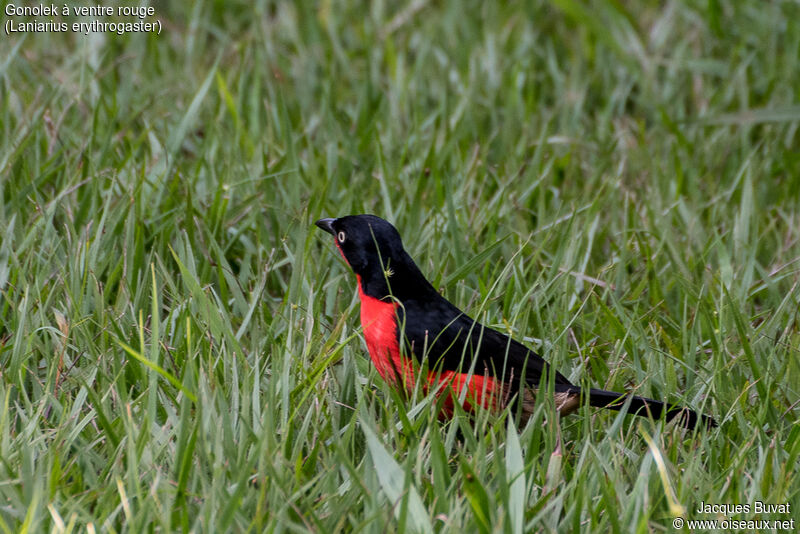 Black-headed Gonolekadult