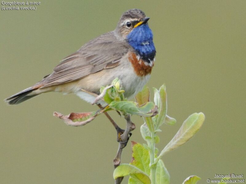 Bluethroatadult