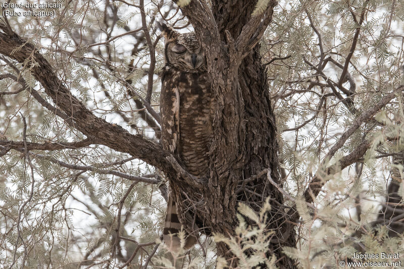 Spotted Eagle-Owladult