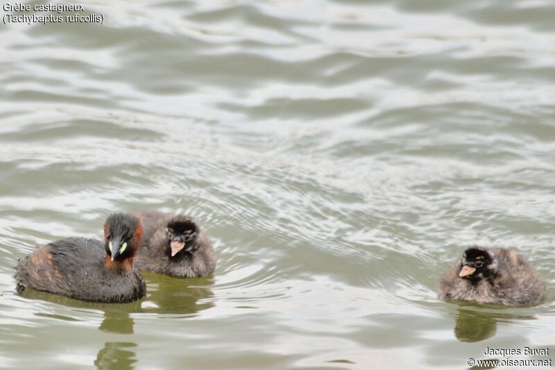 Little GrebeFirst year, identification, Reproduction-nesting