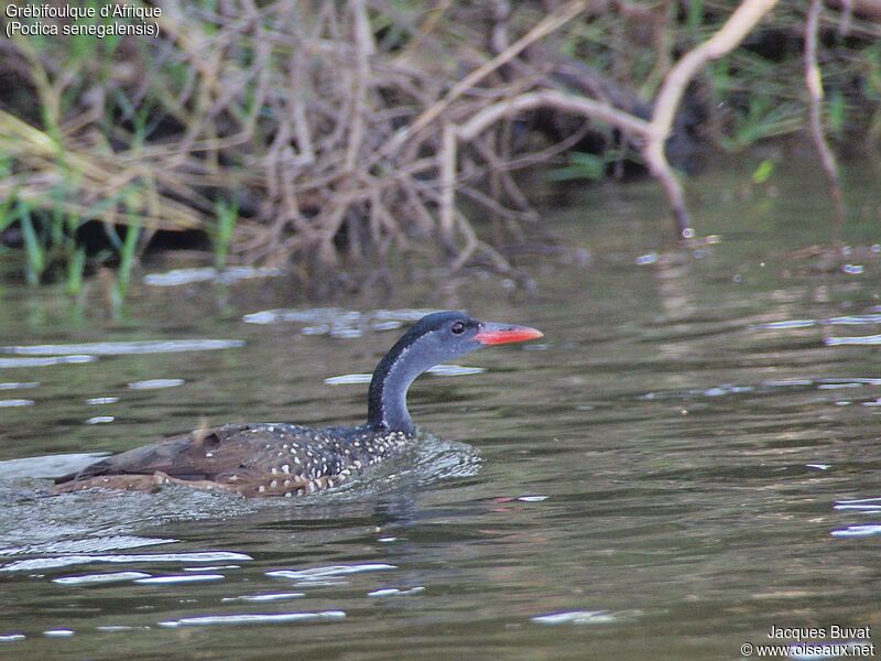 African Finfoot male adult breeding