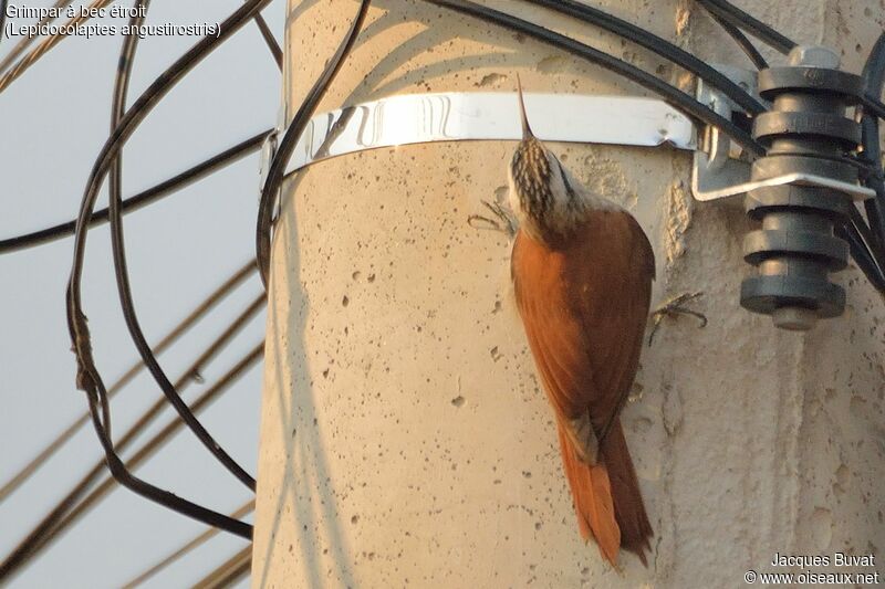 Narrow-billed Woodcreeperadult