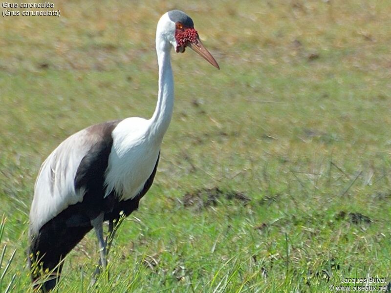 Wattled Craneadult