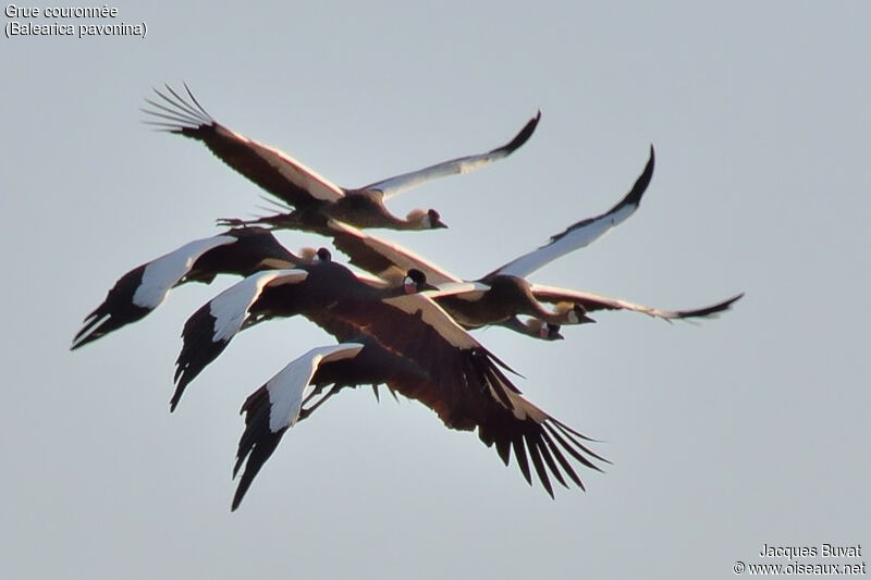 Black Crowned Crane