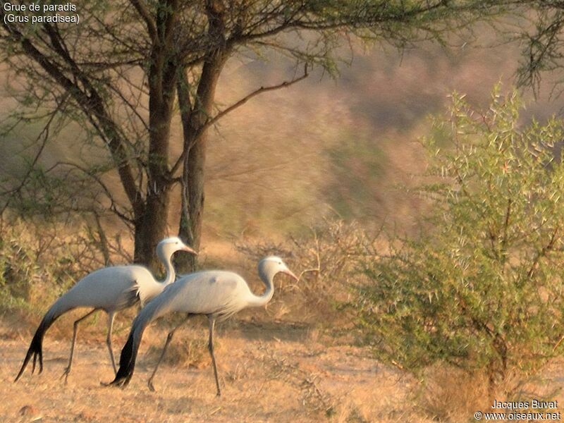 Blue Crane adult breeding