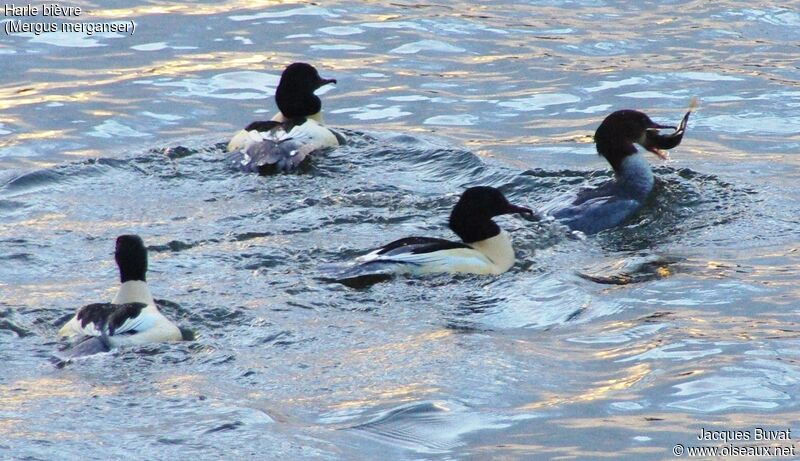 Common Merganser male adult breeding, habitat, fishing/hunting