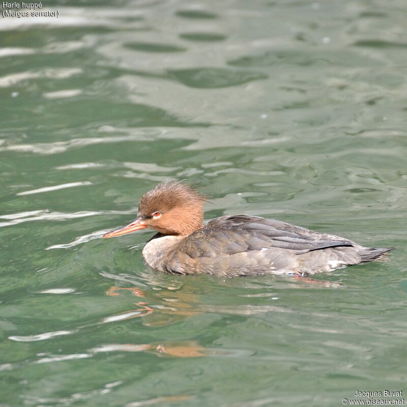 Red-breasted Merganser female adult breeding, close-up portrait, aspect, pigmentation, swimming