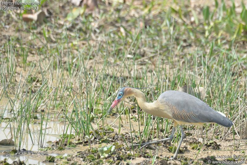 Whistling Heronadult