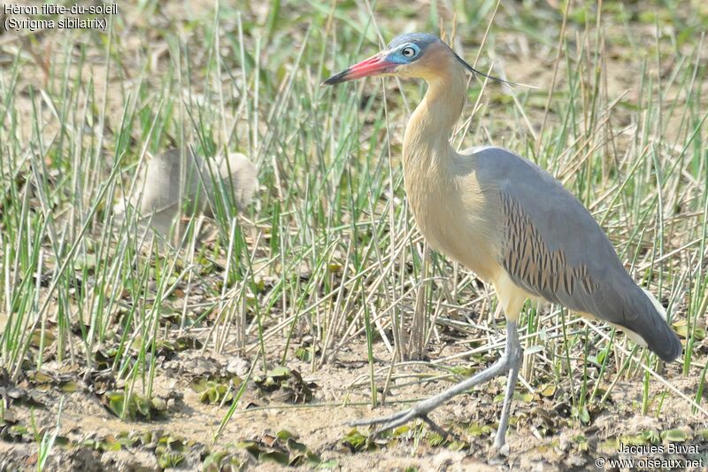 Whistling Heronadult