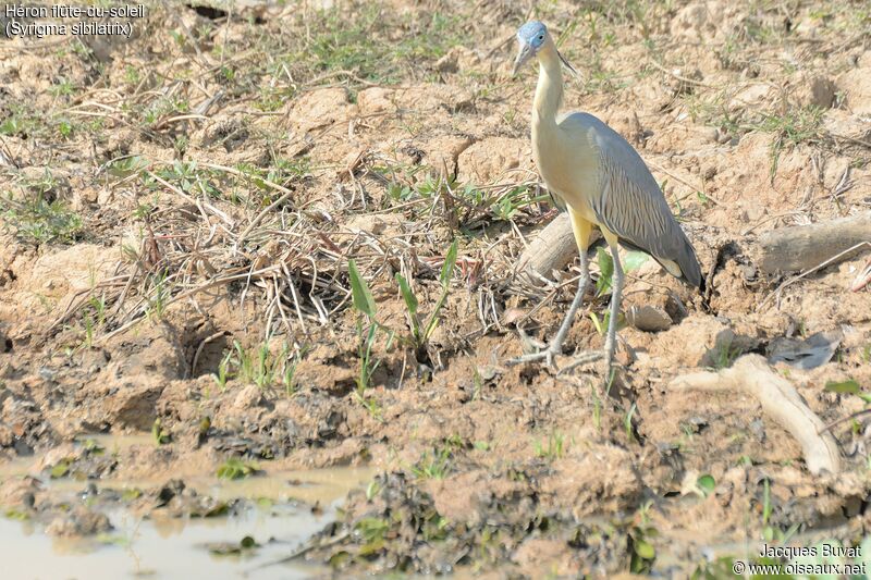 Whistling Heronadult