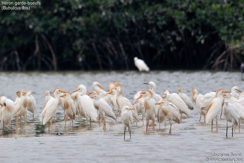 Western Cattle Egretadult breeding, habitat, aspect, pigmentation, Reproduction-nesting, colonial reprod.