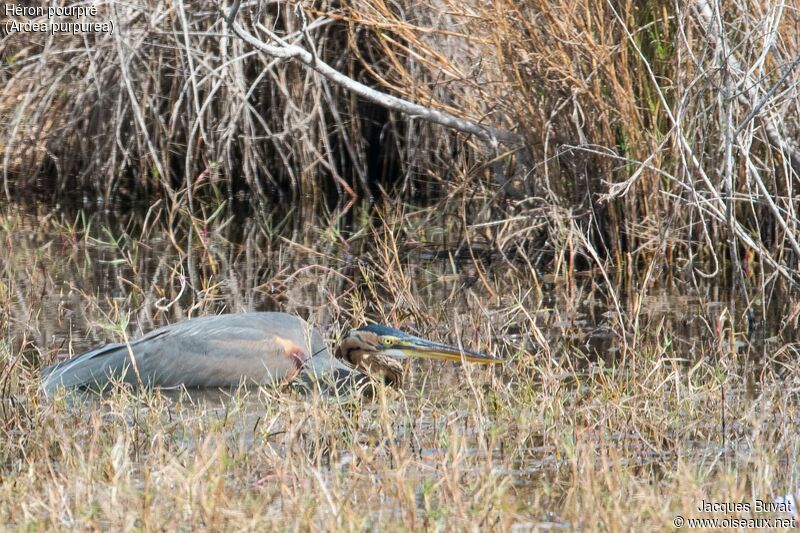 Héron pourpréadulte nuptial, habitat, pêche/chasse