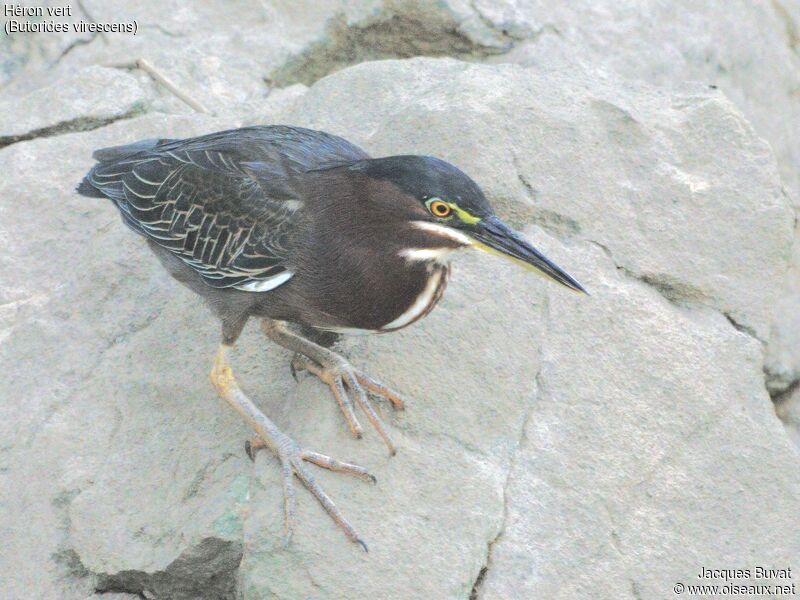 Green Heronadult post breeding, identification, aspect, pigmentation