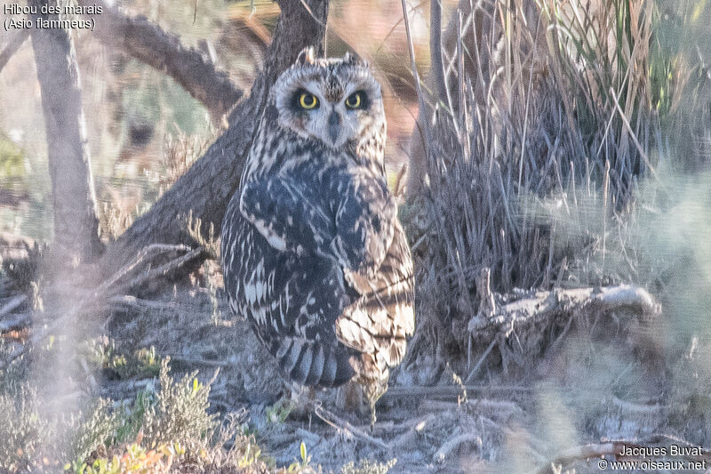 Short-eared Owladult