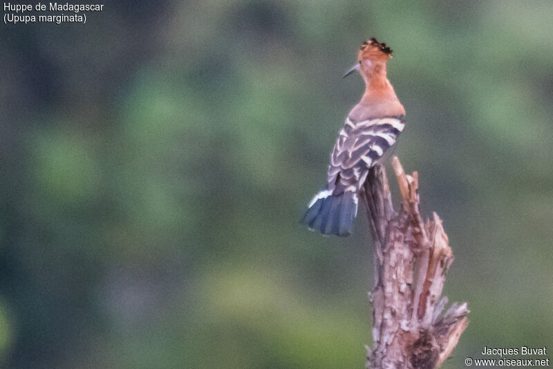 Huppe de Madagascaradulte, identification