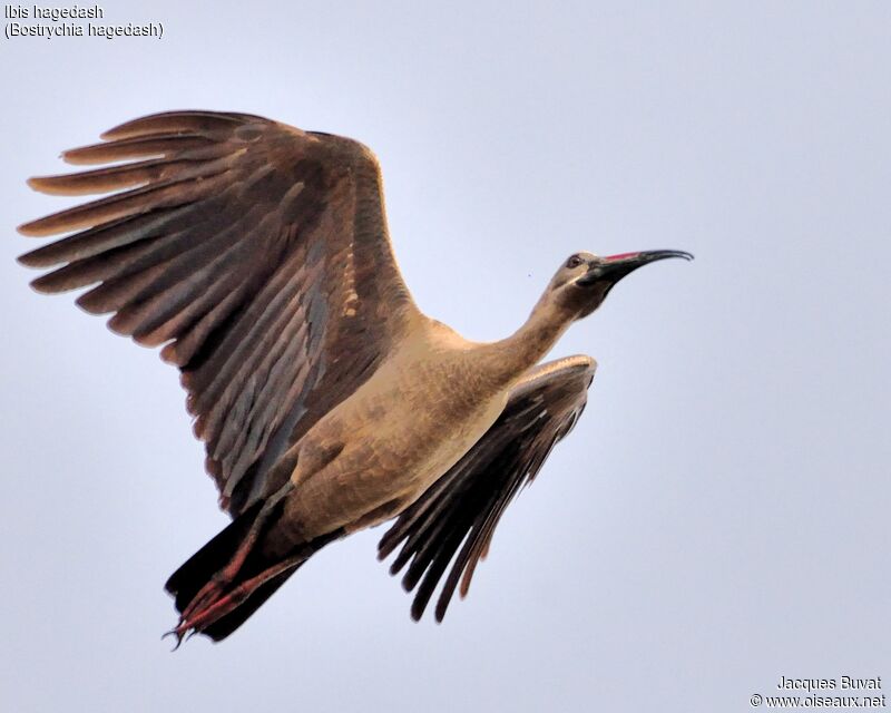 Ibis hagedash