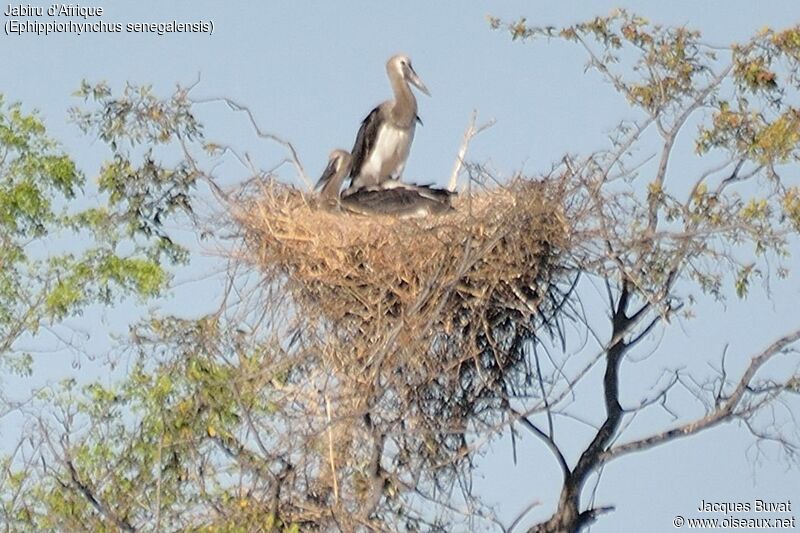 Saddle-billed StorkFirst year, identification, Reproduction-nesting