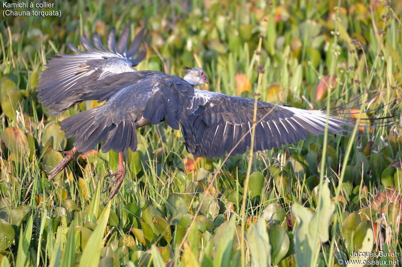 Southern Screameradult