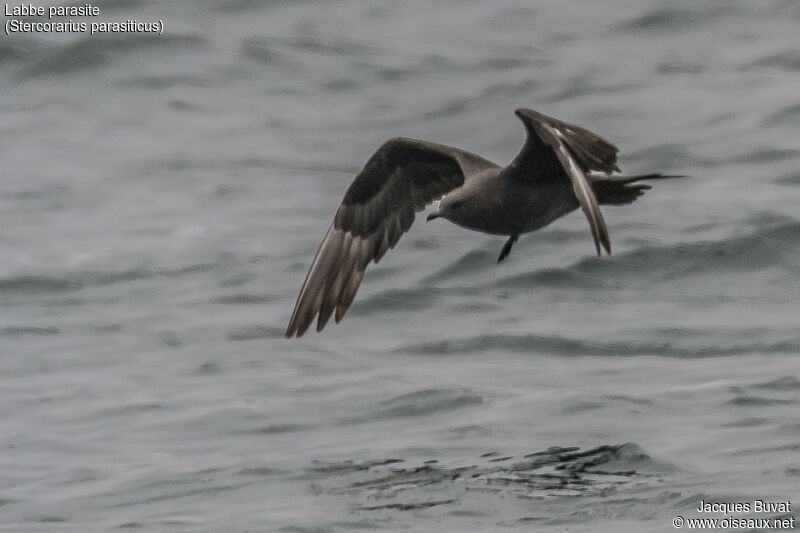 Parasitic Jaegeradult, aspect, pigmentation, Flight