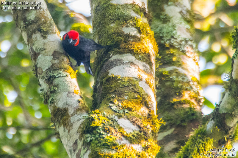 Malimbe à tête rouge mâle adulte