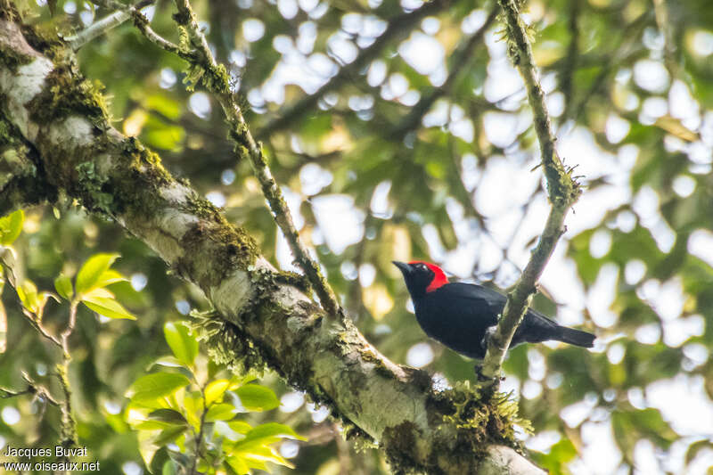 Malimbe à tête rouge mâle adulte, habitat