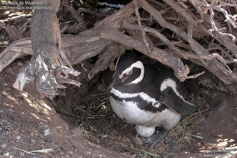 Magellanic Penguin