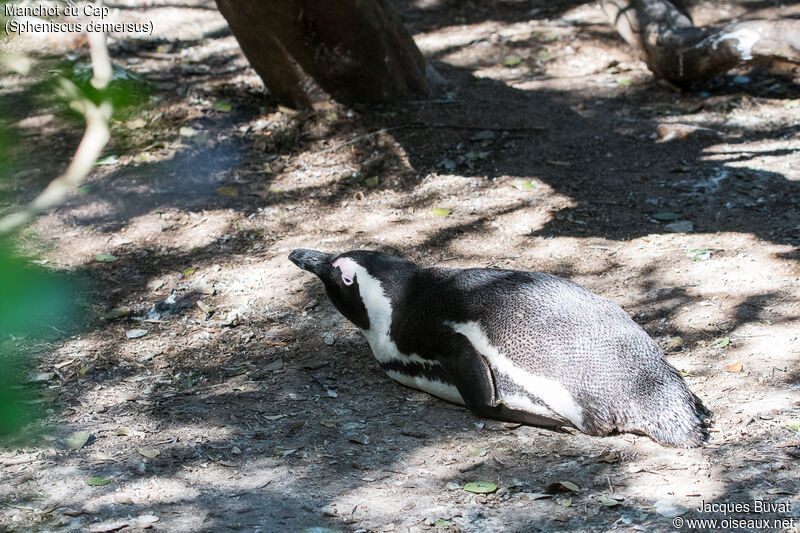 African Penguinadult